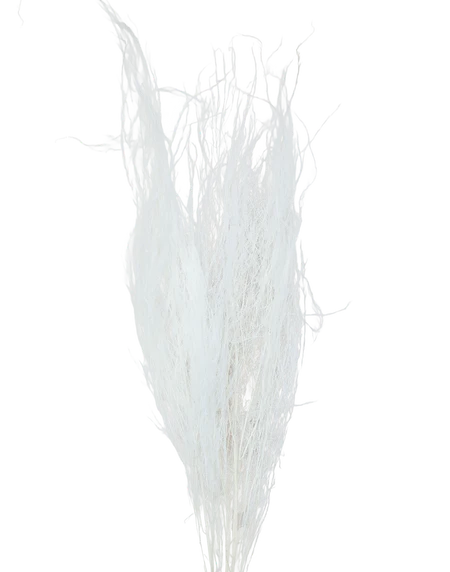 Dried White  Pampas