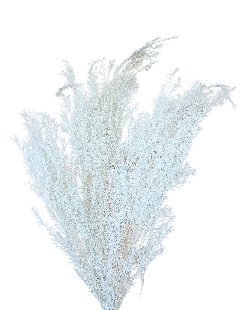 White Dried Asparagus Fern Spray