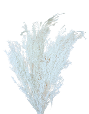 White Dried Asparagus Fern Spray