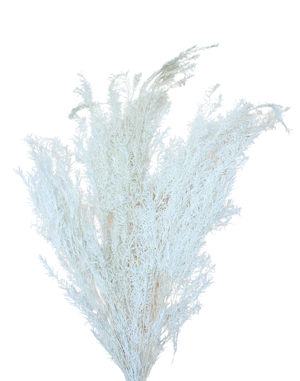 White Dried Asparagus Fern Spray