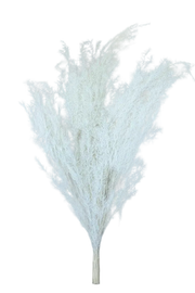 White Dried Asparagus Fern Spray