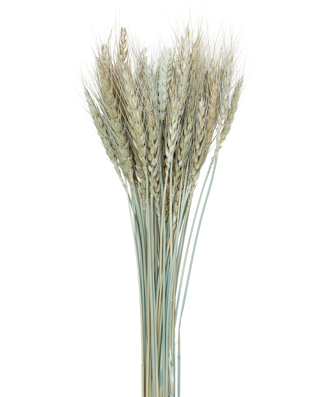 Wheat | Available in 2 Colors