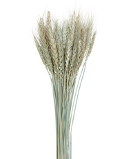 Wheat | Available in 2 Colors