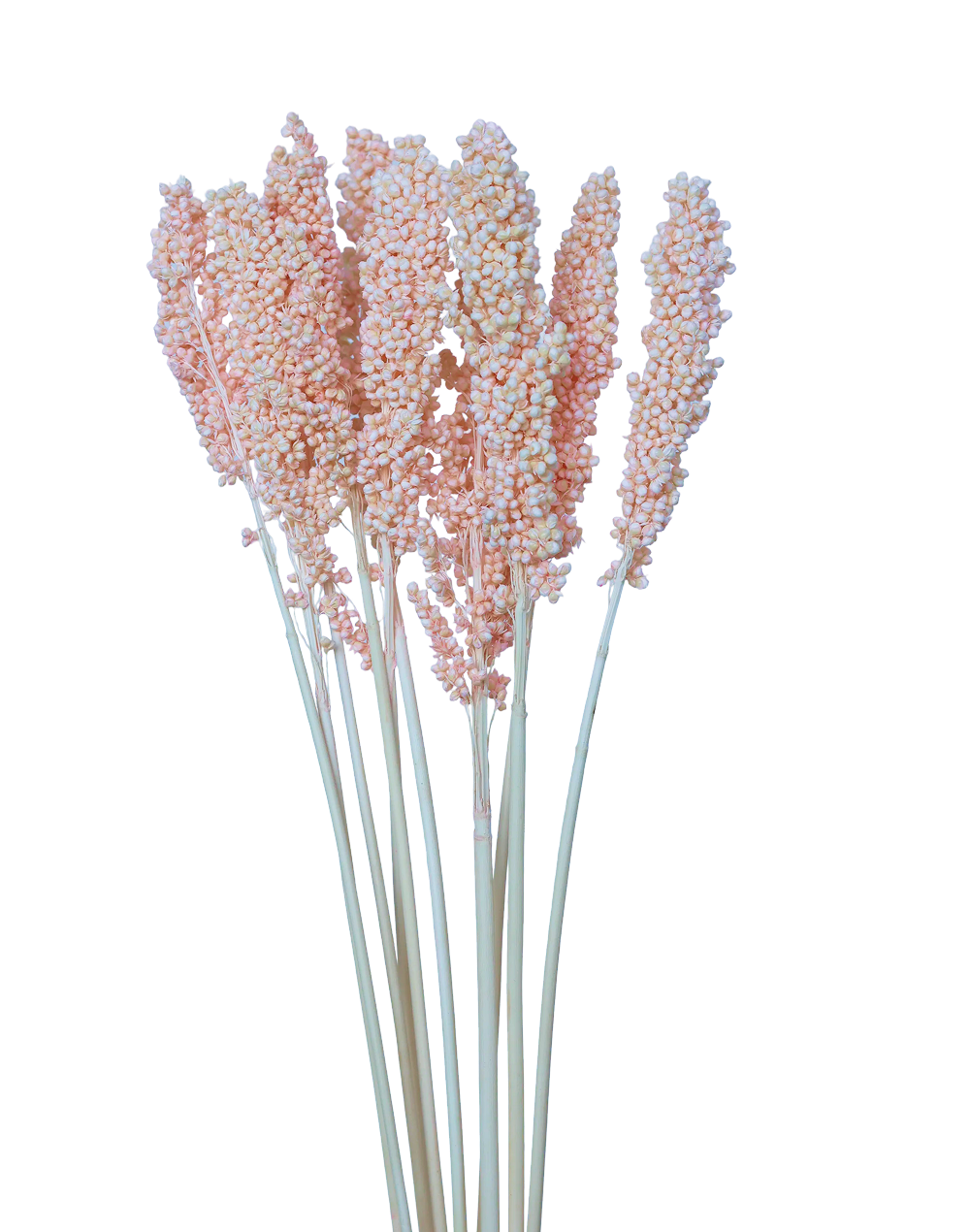 Sorghum | Available in 2 Colors