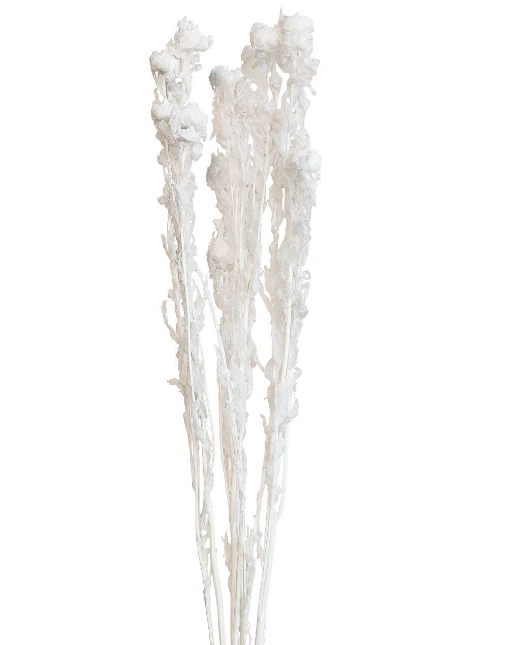 Dried Flower | Available in 2 Colors