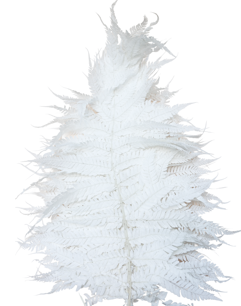 Large  Preserved Leather Fern