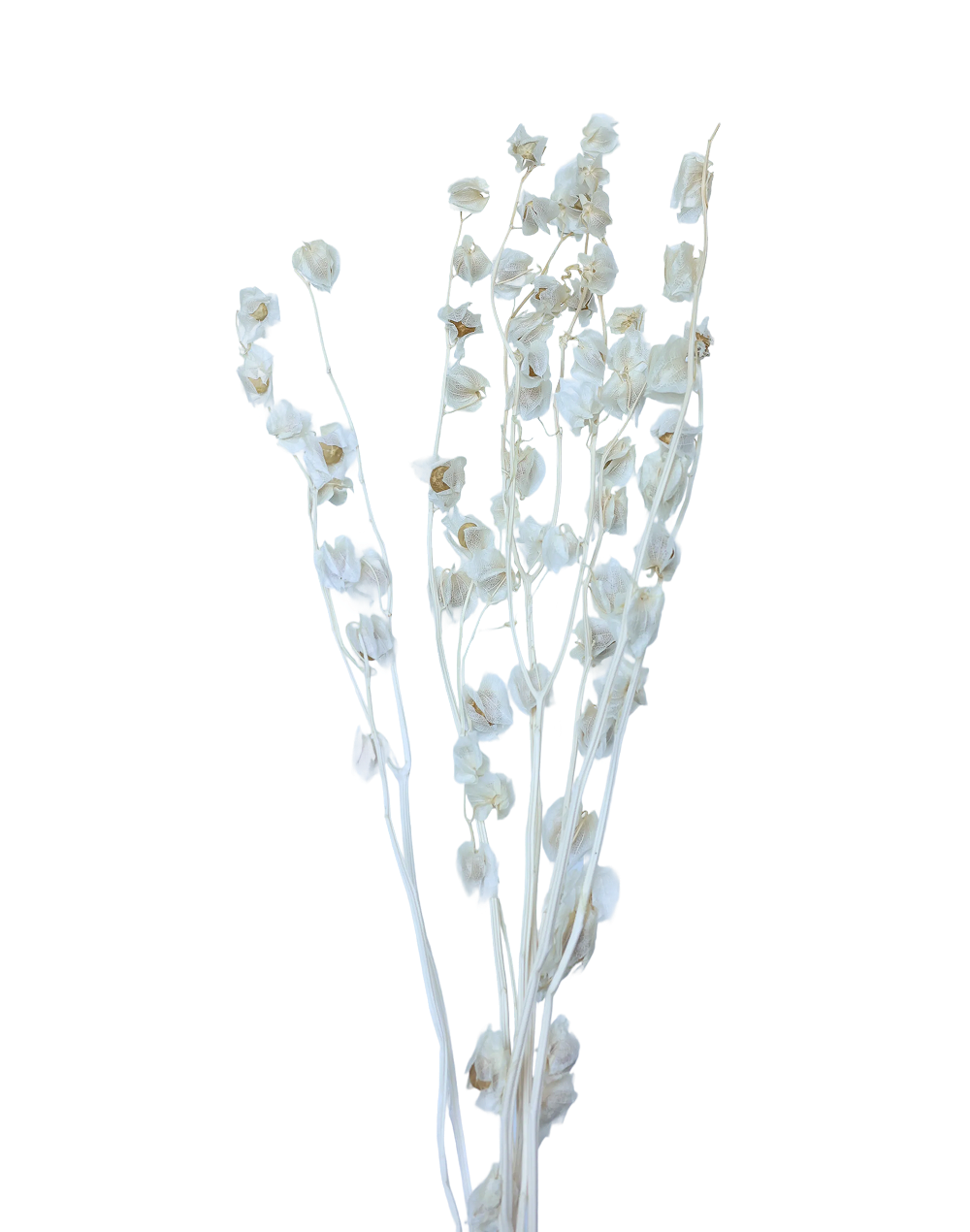 Dried Uchuva White