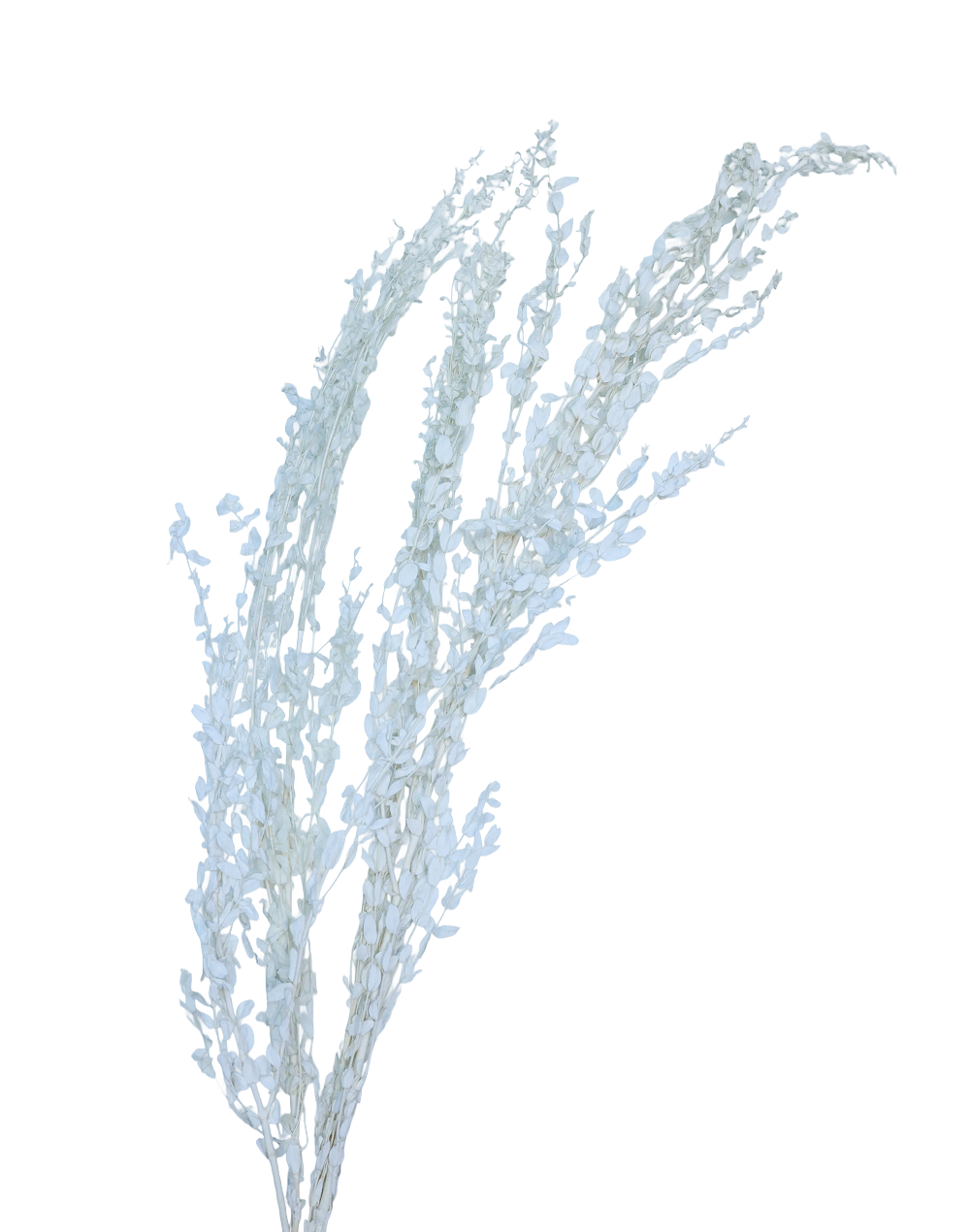 Dried White Floral