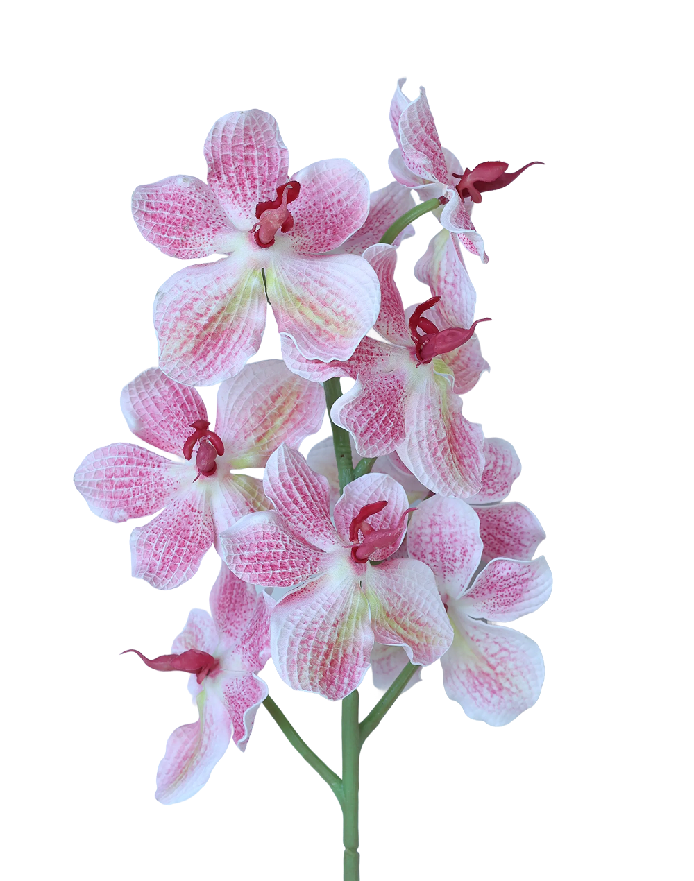 Vanda | Available in 3 Colors