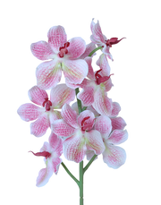 Vanda | Available in 3 Colors