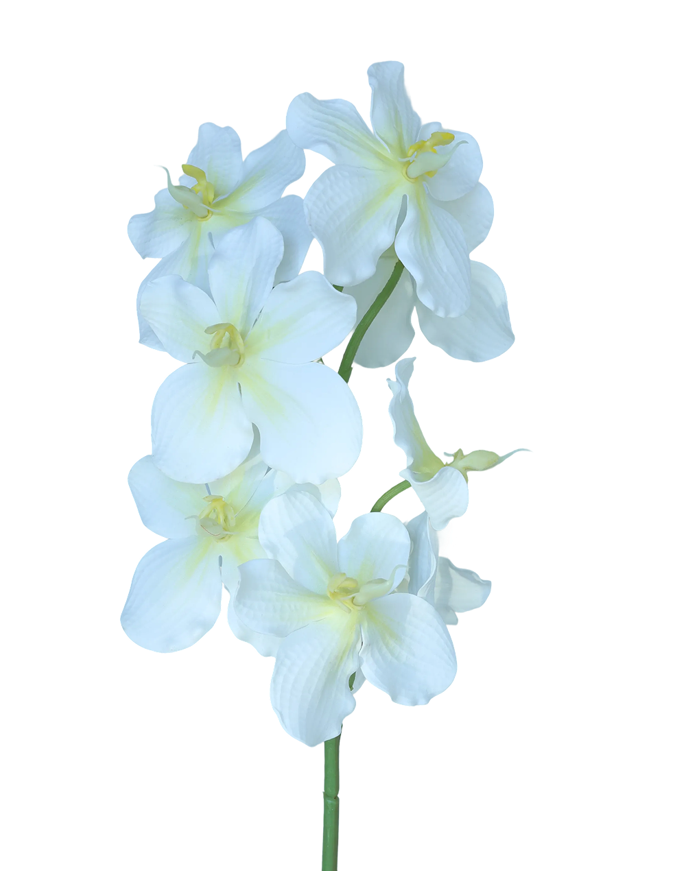 Vanda | Available in 3 Colors
