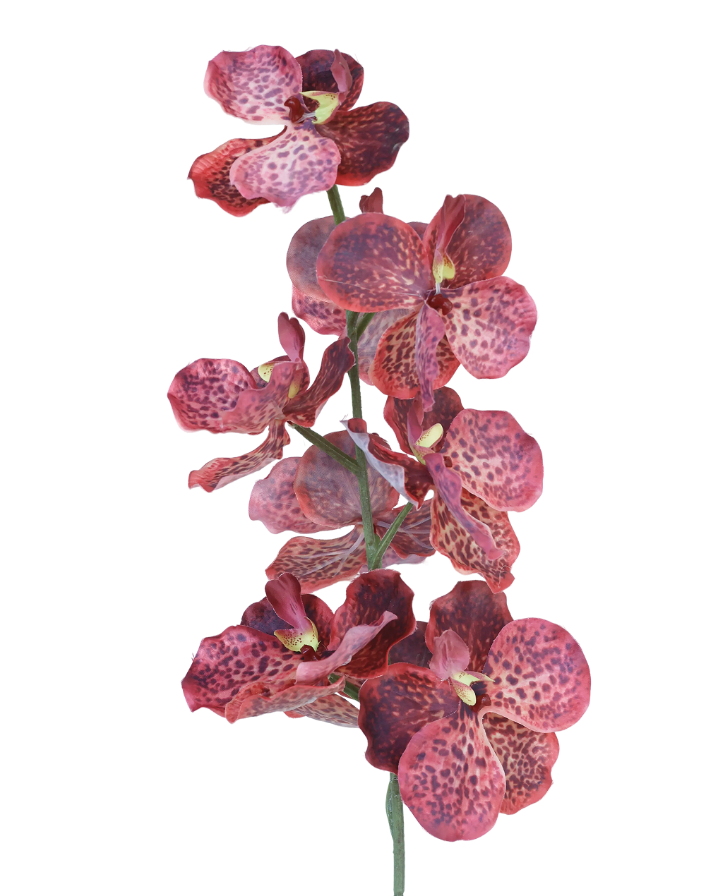 Silk Vanda | Available in 3 Colors