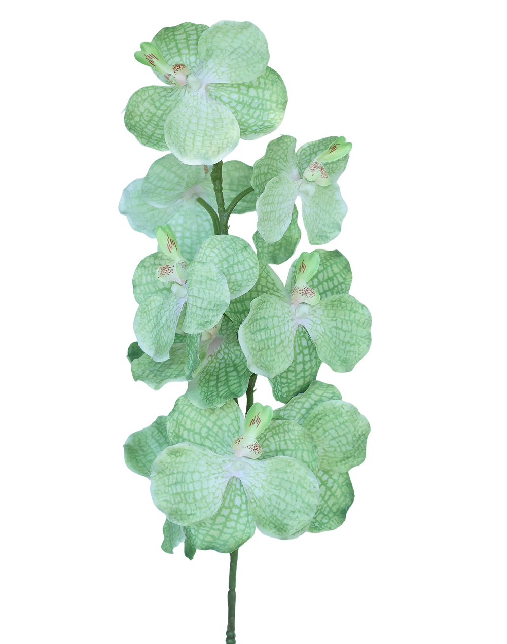 Silk Vanda | Available in 3 Colors