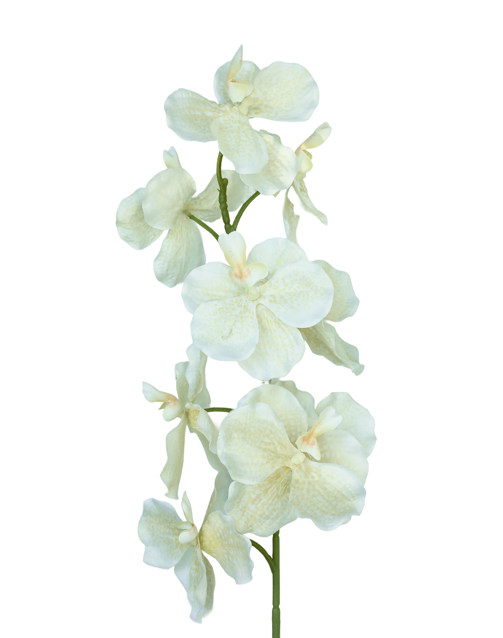 White Freckled Vanda