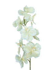 White Freckled Vanda