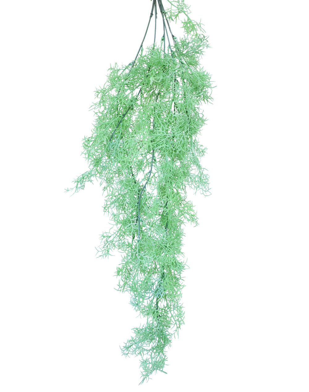 Dill Fern Spray Green