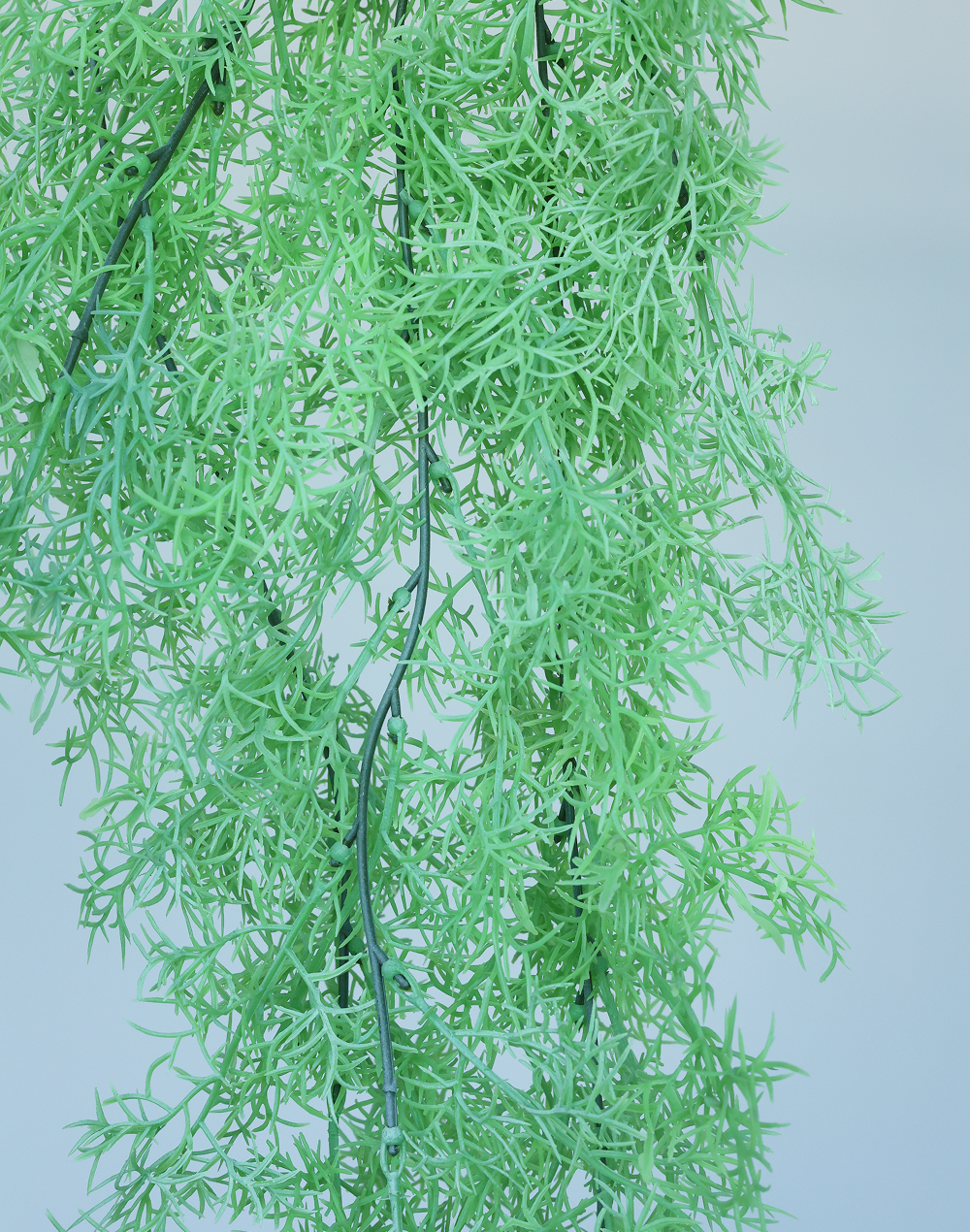 Dill Fern Spray Green