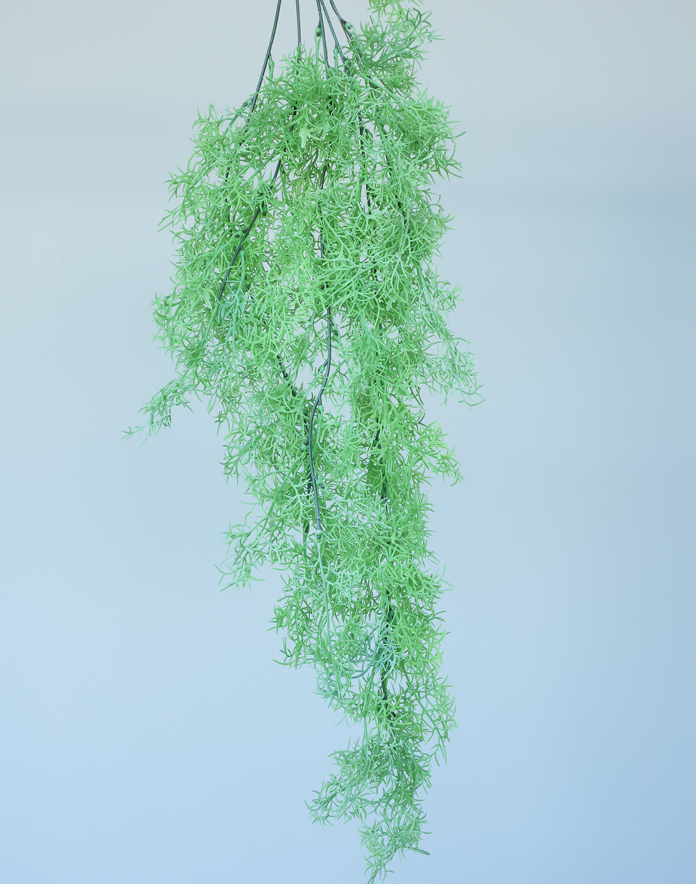Dill Fern Spray Green