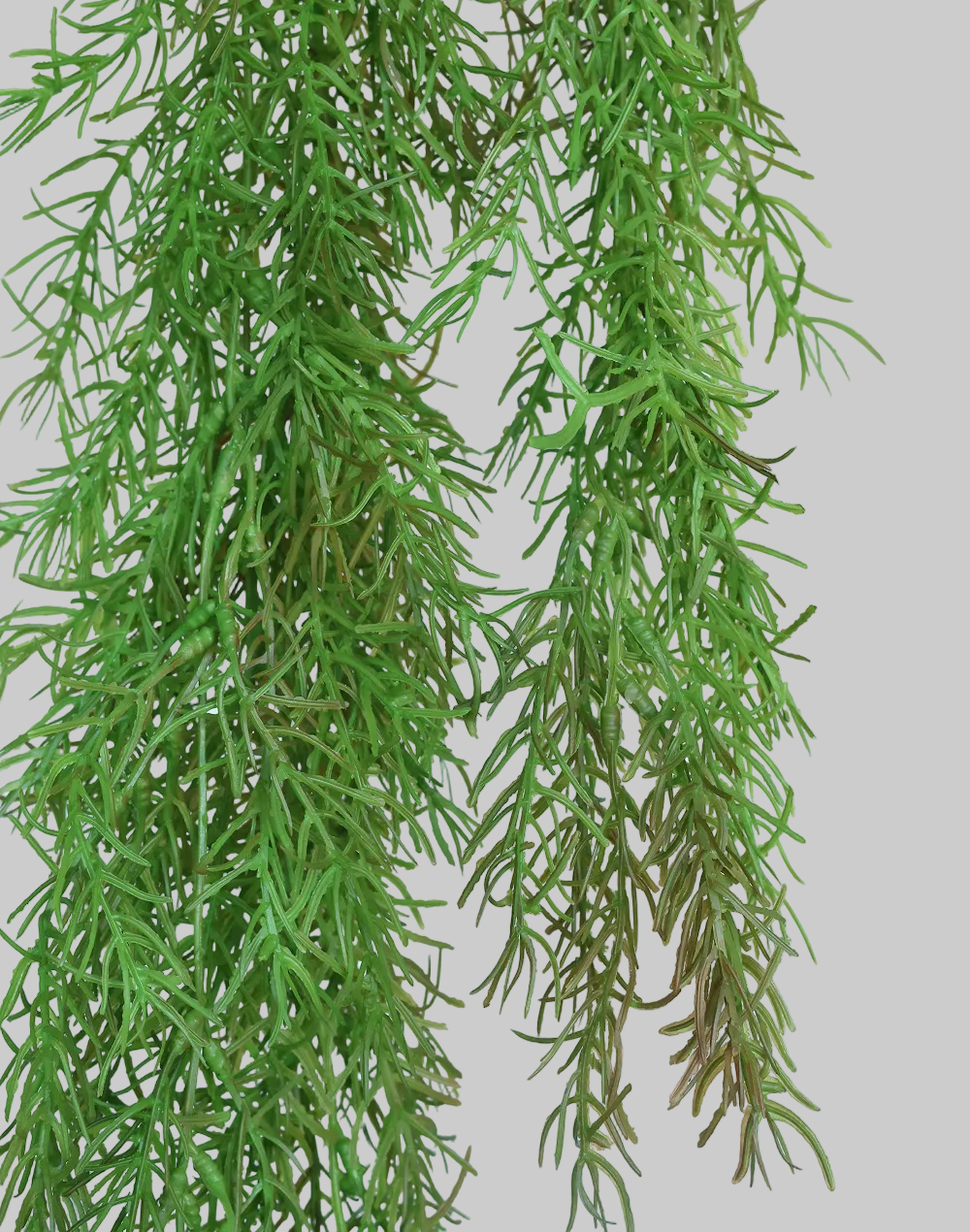 Foxtail Fern Spray