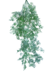 Plumosa Fern Green