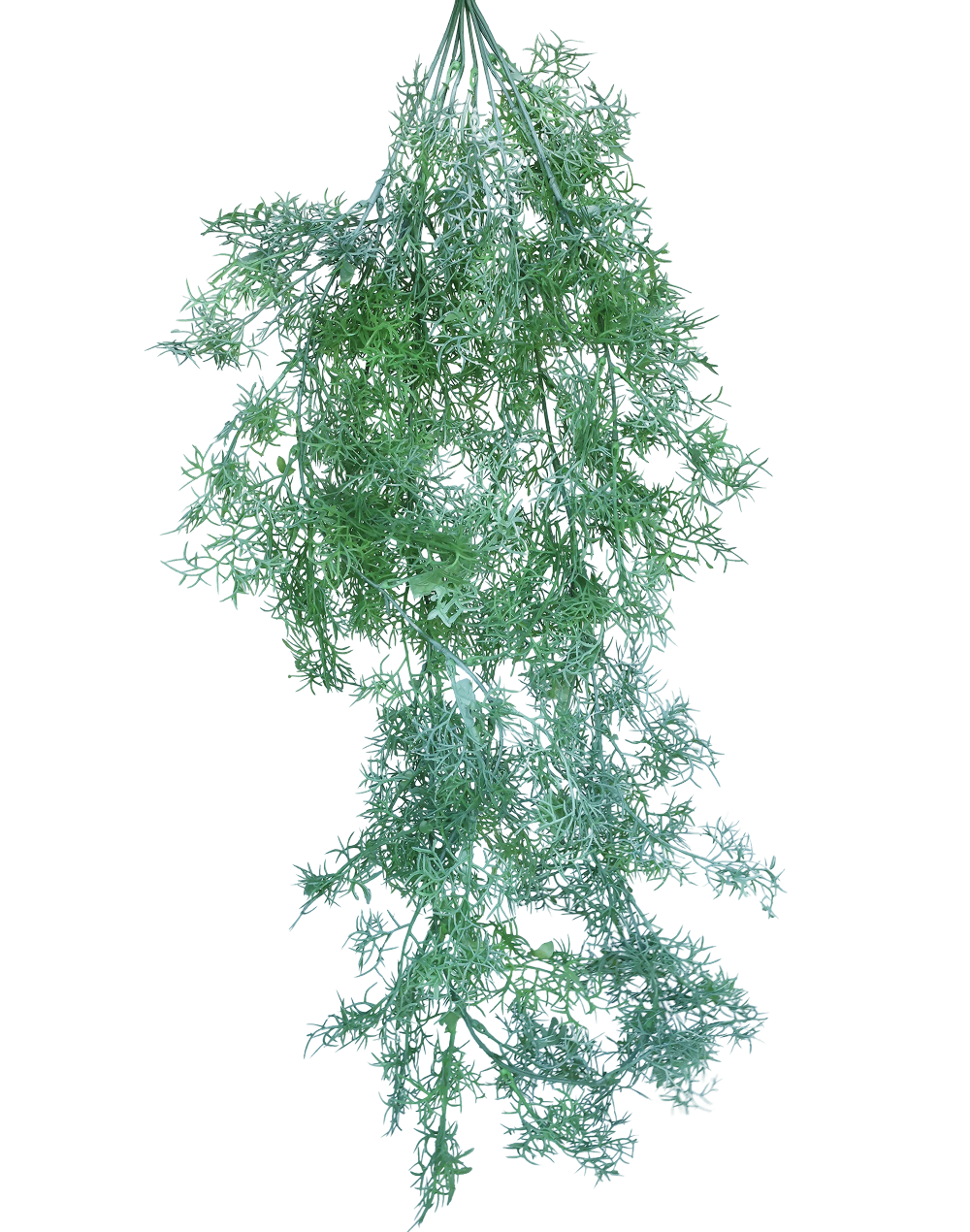Plumosa Fern Green