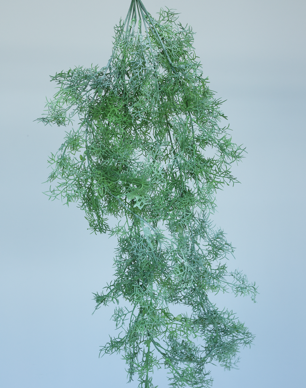 Plumosa Fern Green