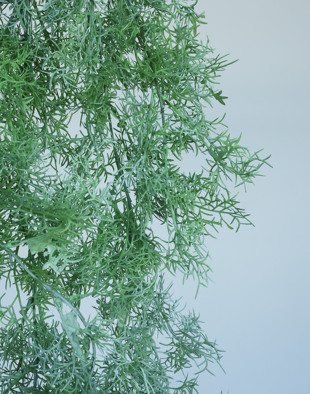 Plumosa Fern Green