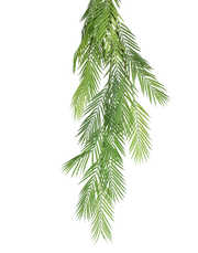 Palm Spray Green