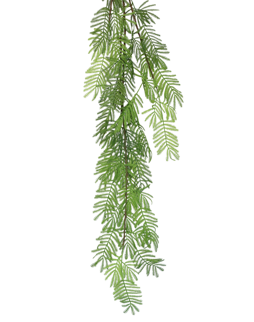 Acacia Leaf Stem Green