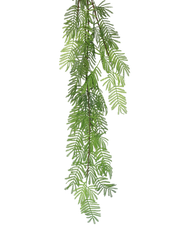 Acacia Leaf Stem Green