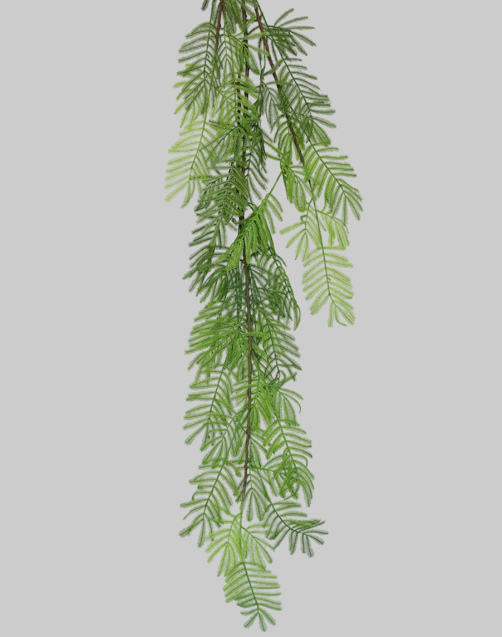 Acacia Leaf Stem Green