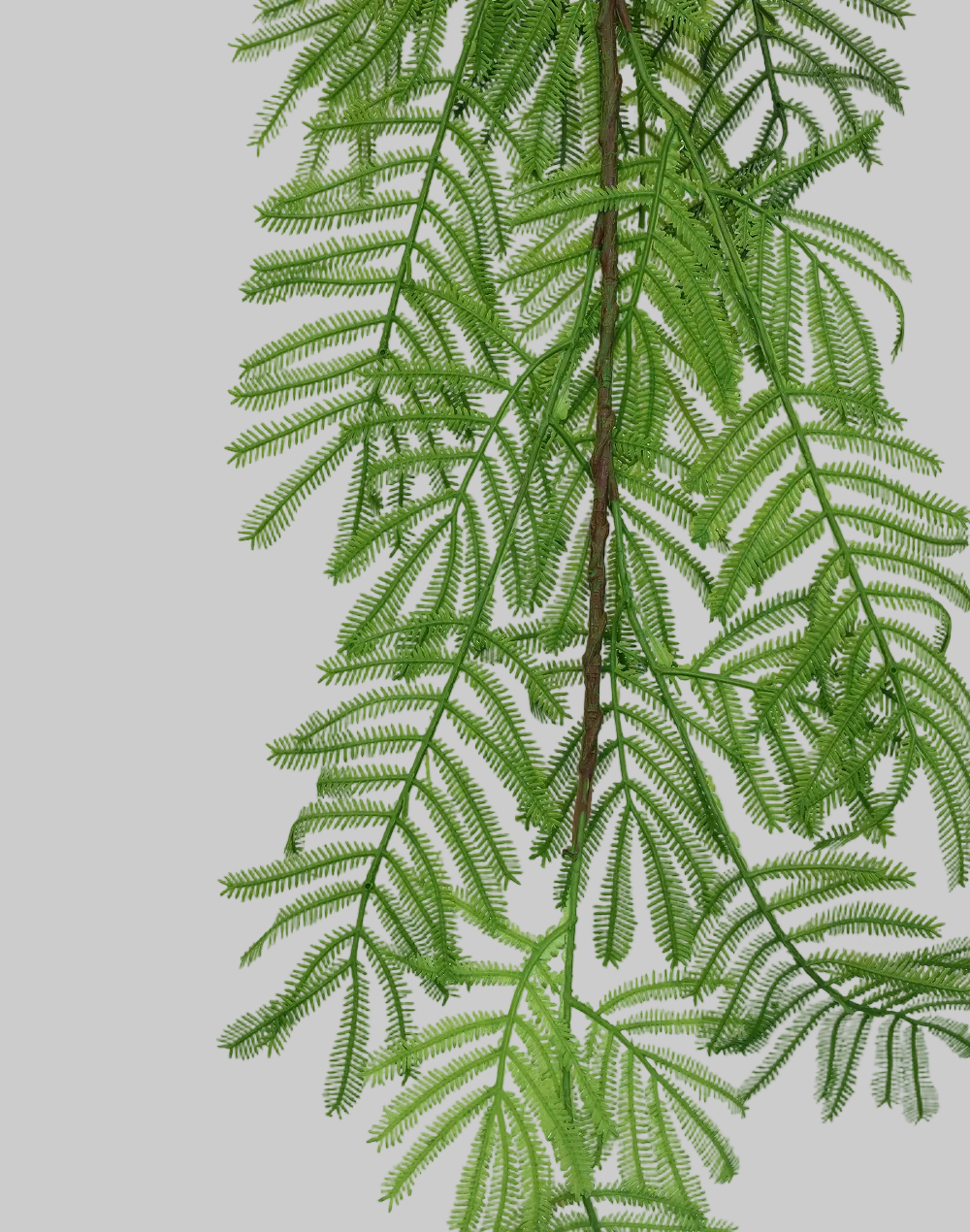 Acacia Leaf Stem Green