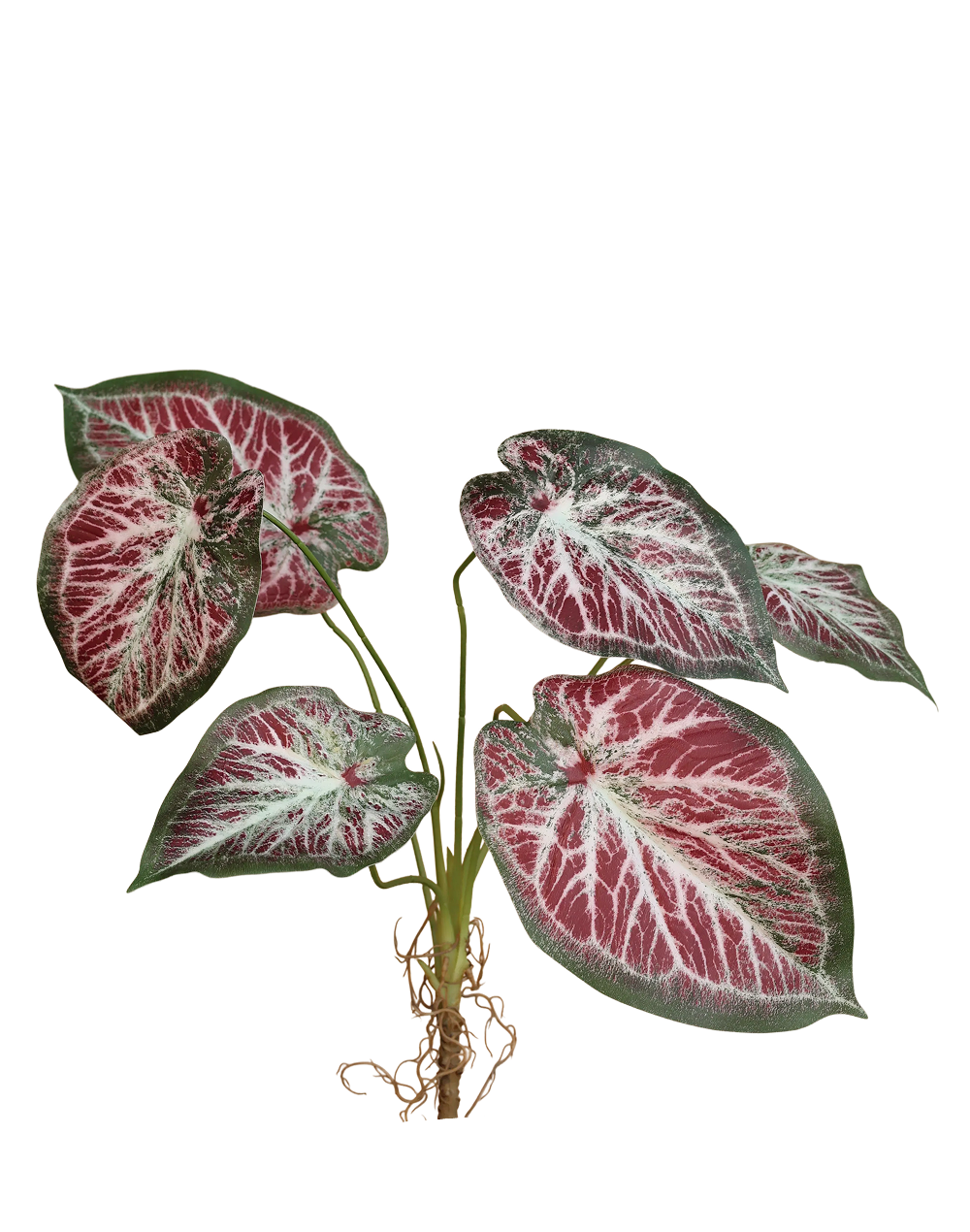 Faux Syngonium