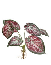 Faux Syngonium