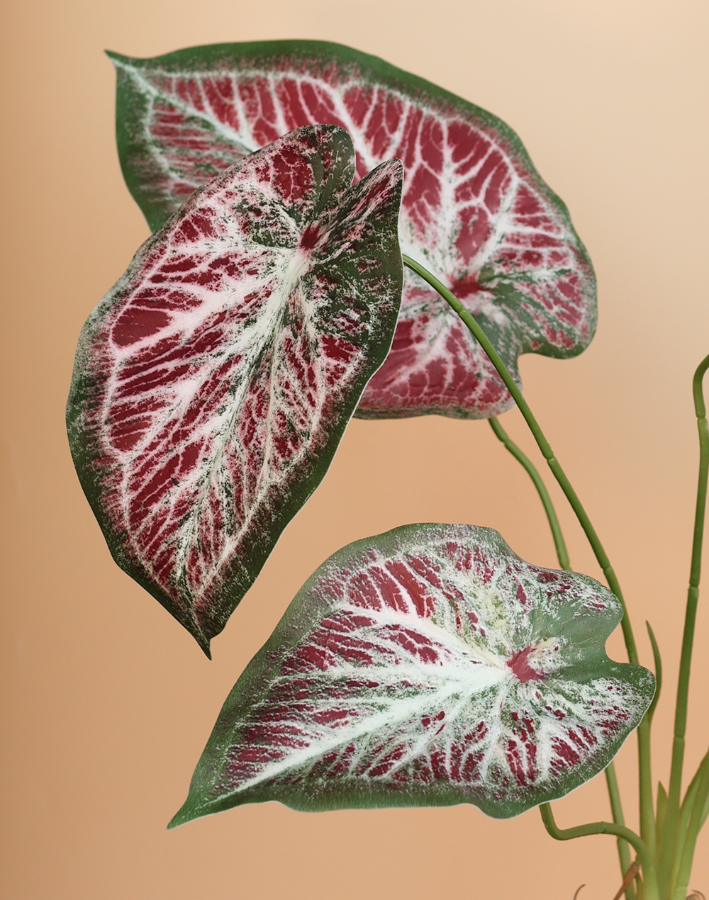 Faux Syngonium