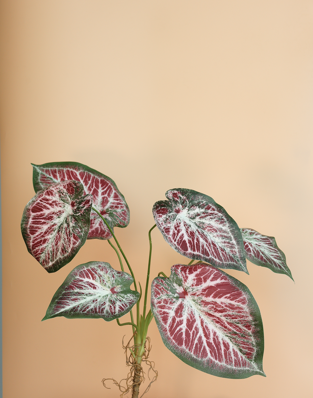 Faux Syngonium