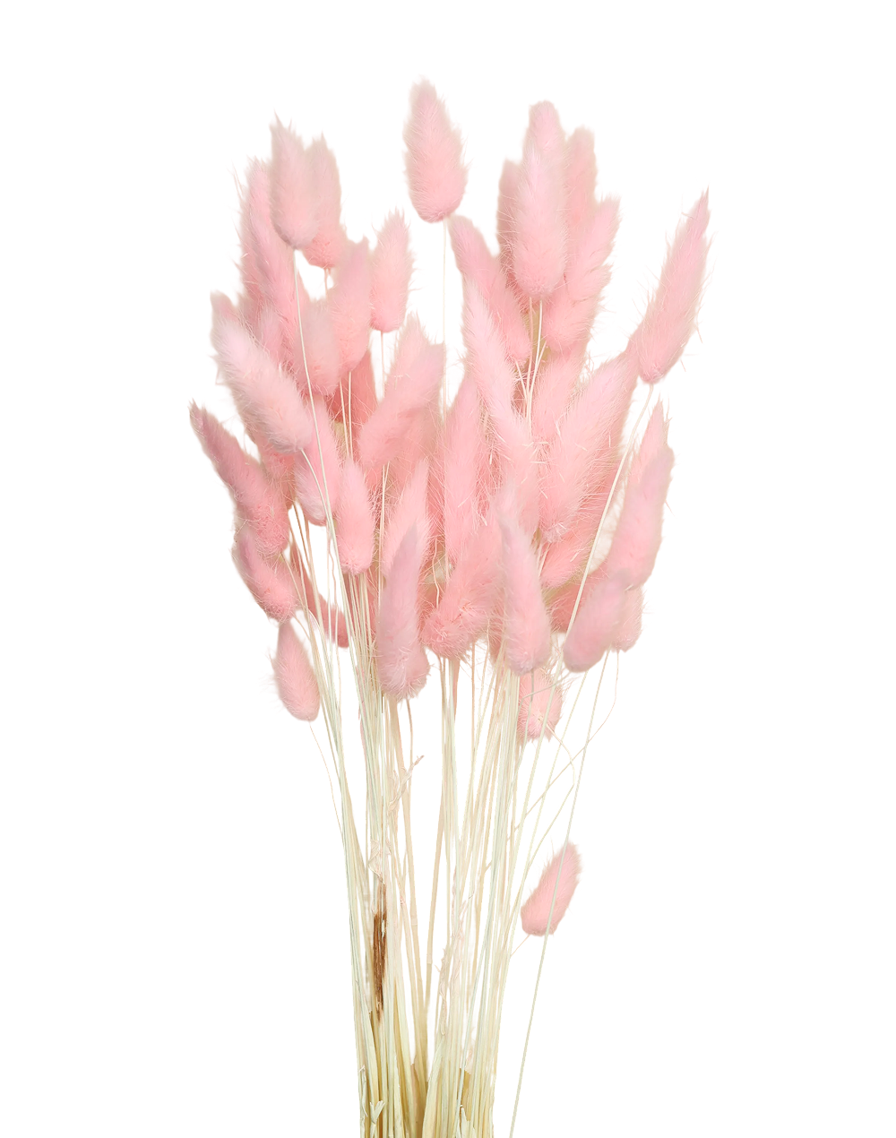 Bunny Tail | Available in 5 Colors