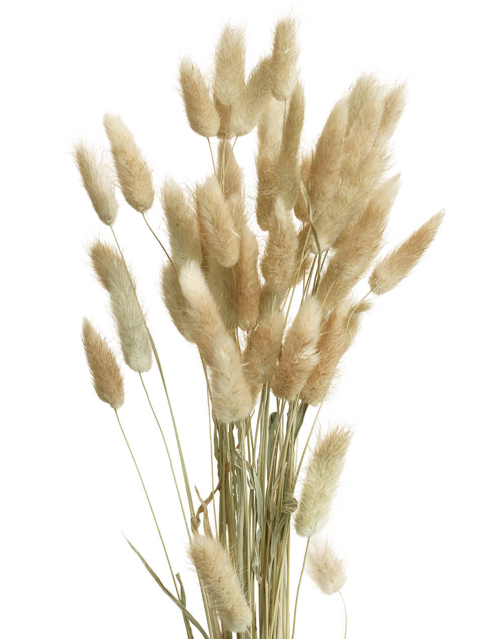 Preserved Natural Bunny Tail