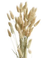 Preserved Natural Bunny Tail