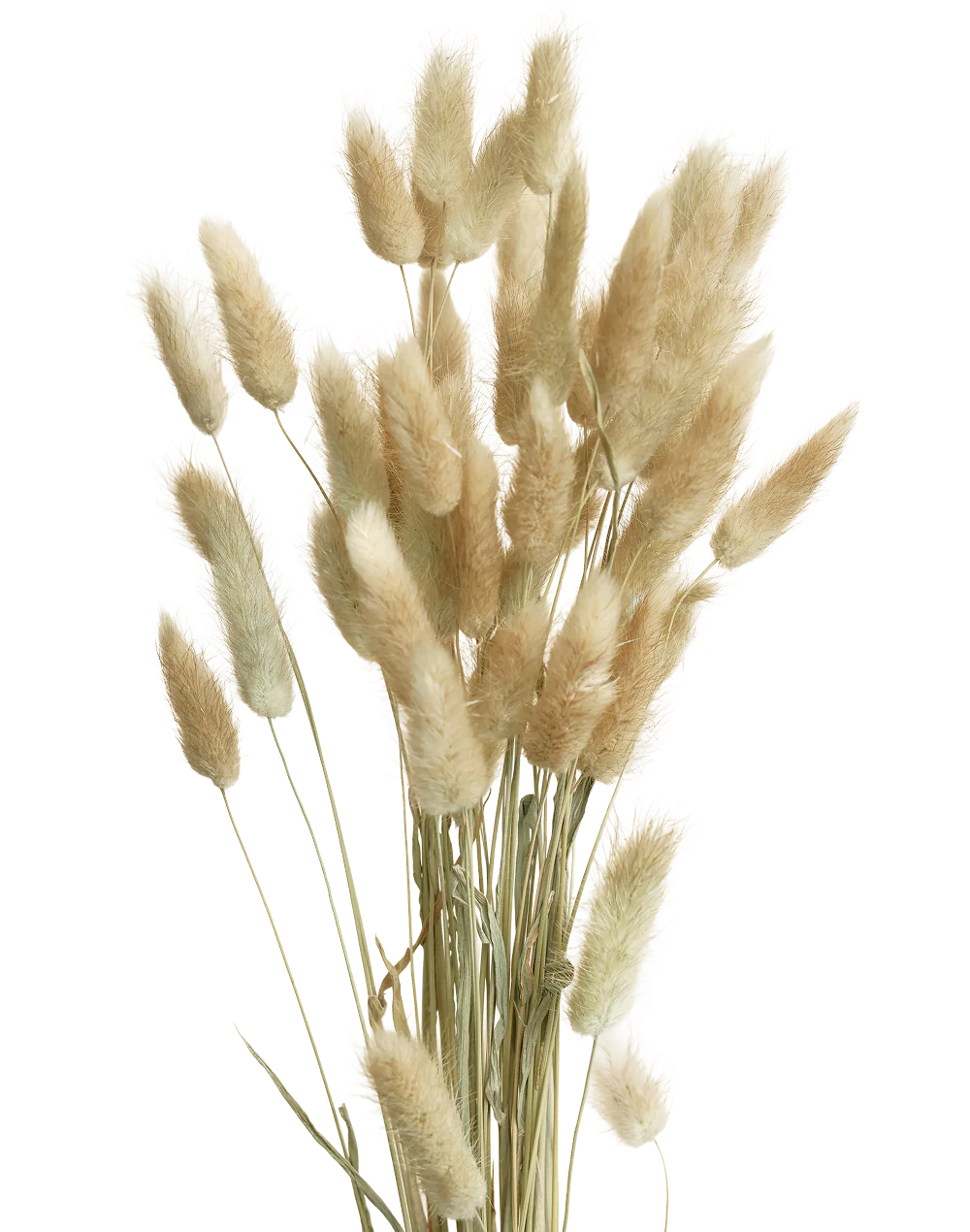 Preserved Natural Bunny Tail