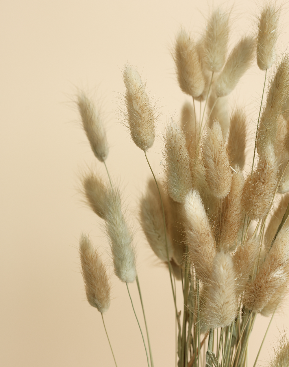 Preserved Natural Bunny Tail