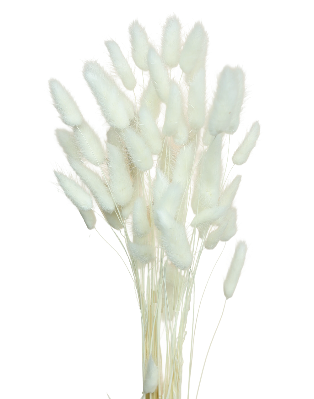 Bunny Tail | Available in 5 Colors