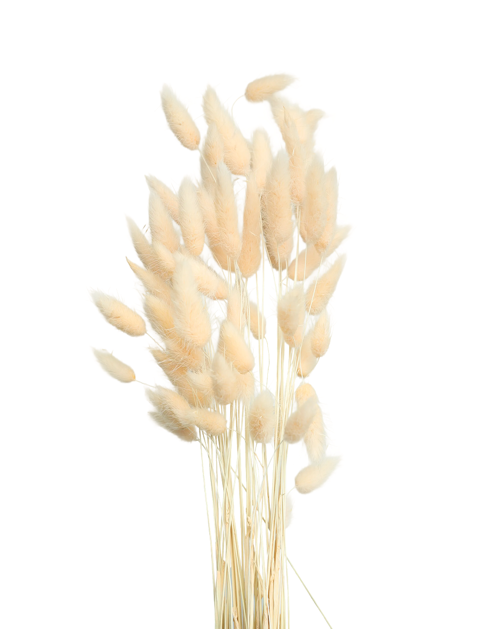 Bunny Tail | Available in 5 Colors