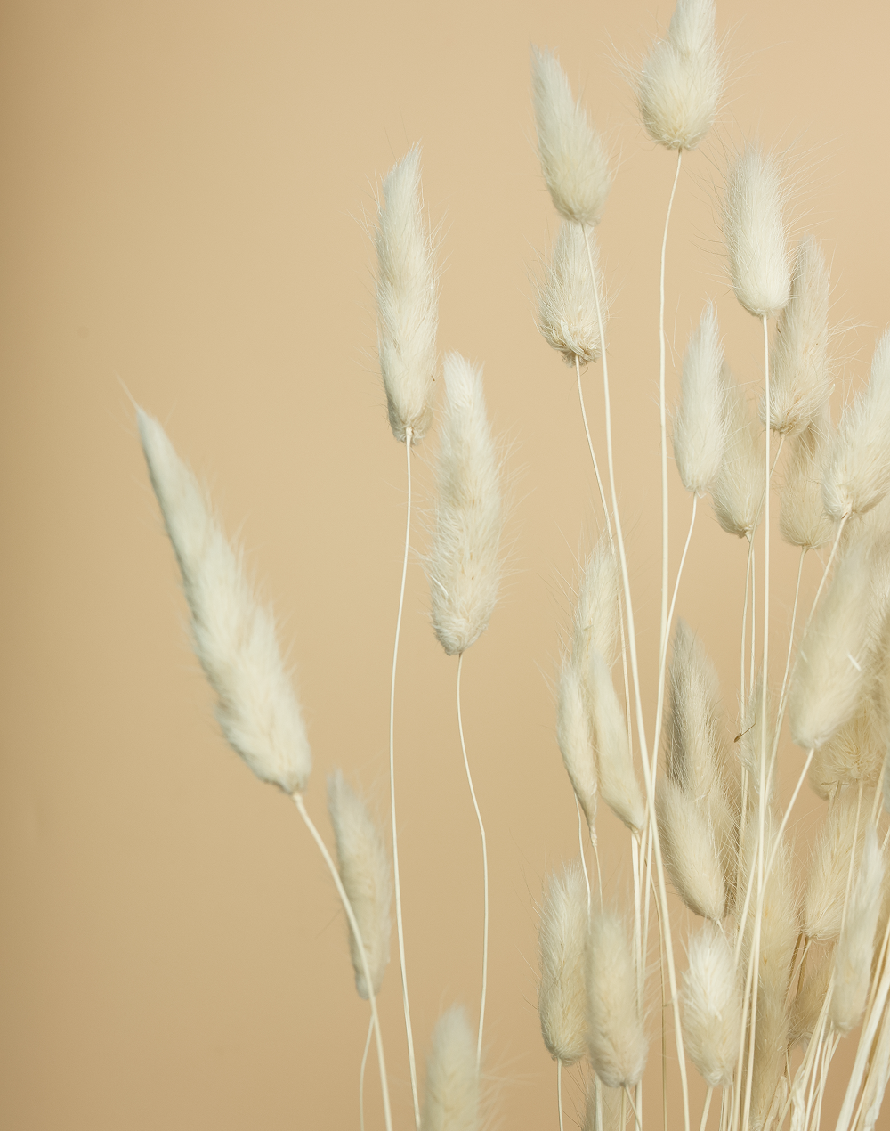 Preserved Ivory Bunny Tail