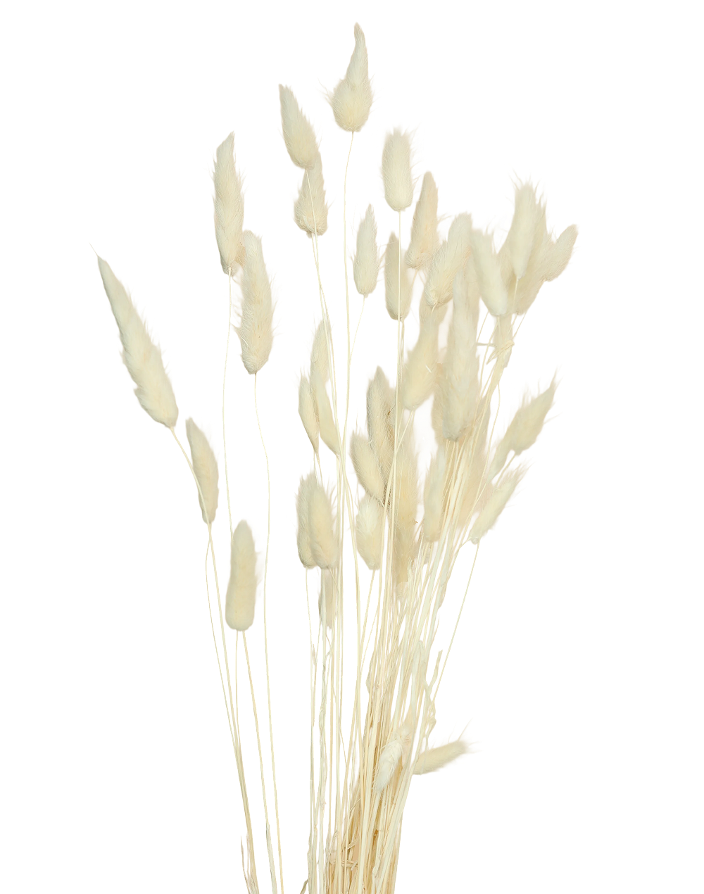Preserved Ivory Bunny Tail