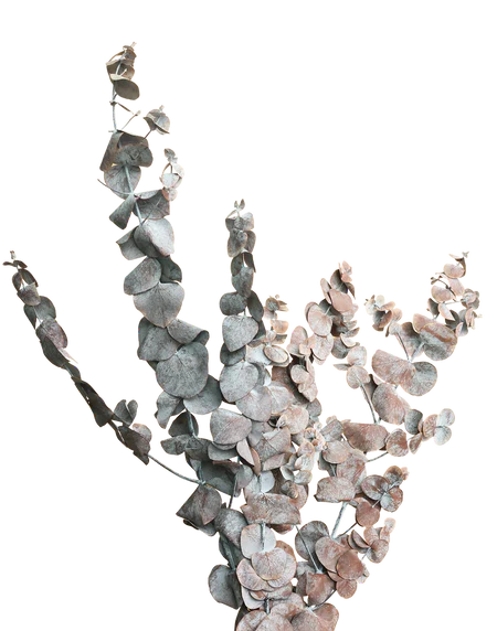 Dried Rusty Brown Silver Dollar