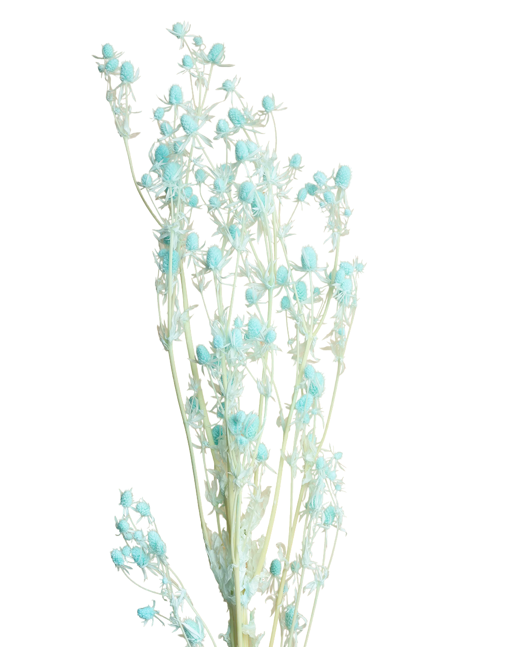 Preserved Turquoise Valentine Fruit