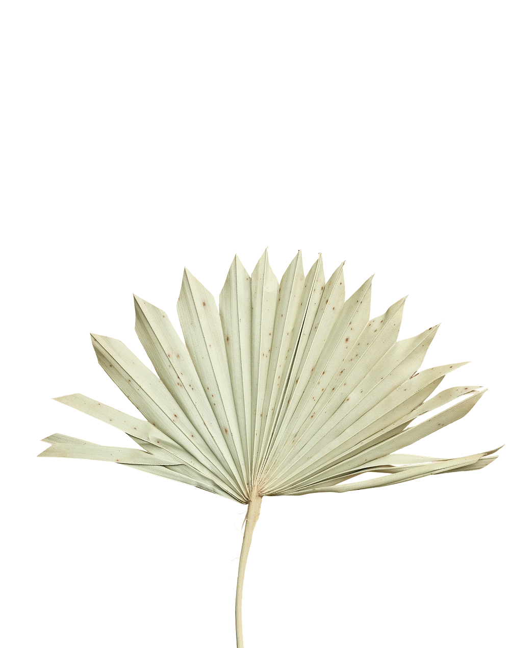 Dried Sun Palm Leaf Ivory