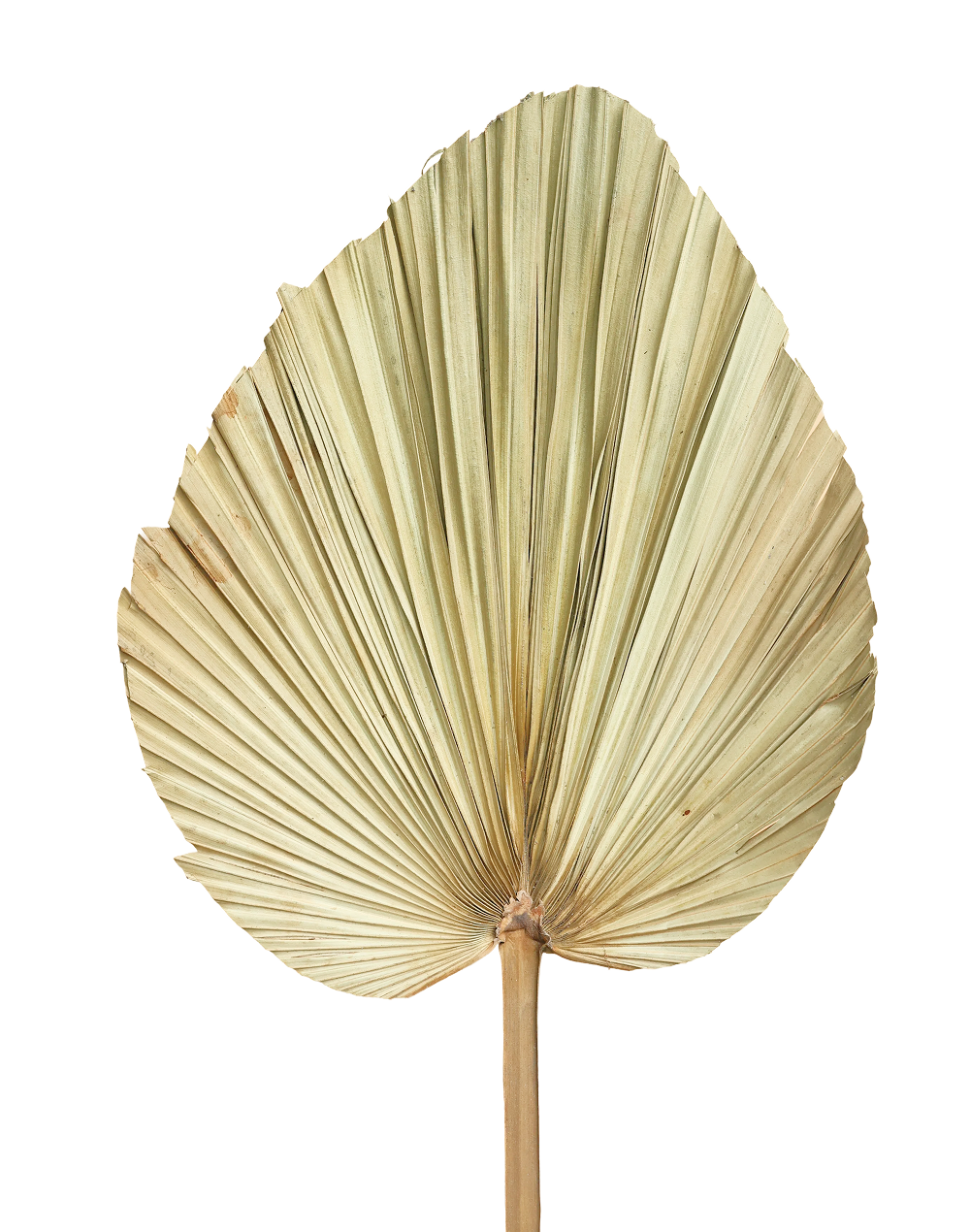 Dried Fan Palm Leaf | Available in 4 Sizes