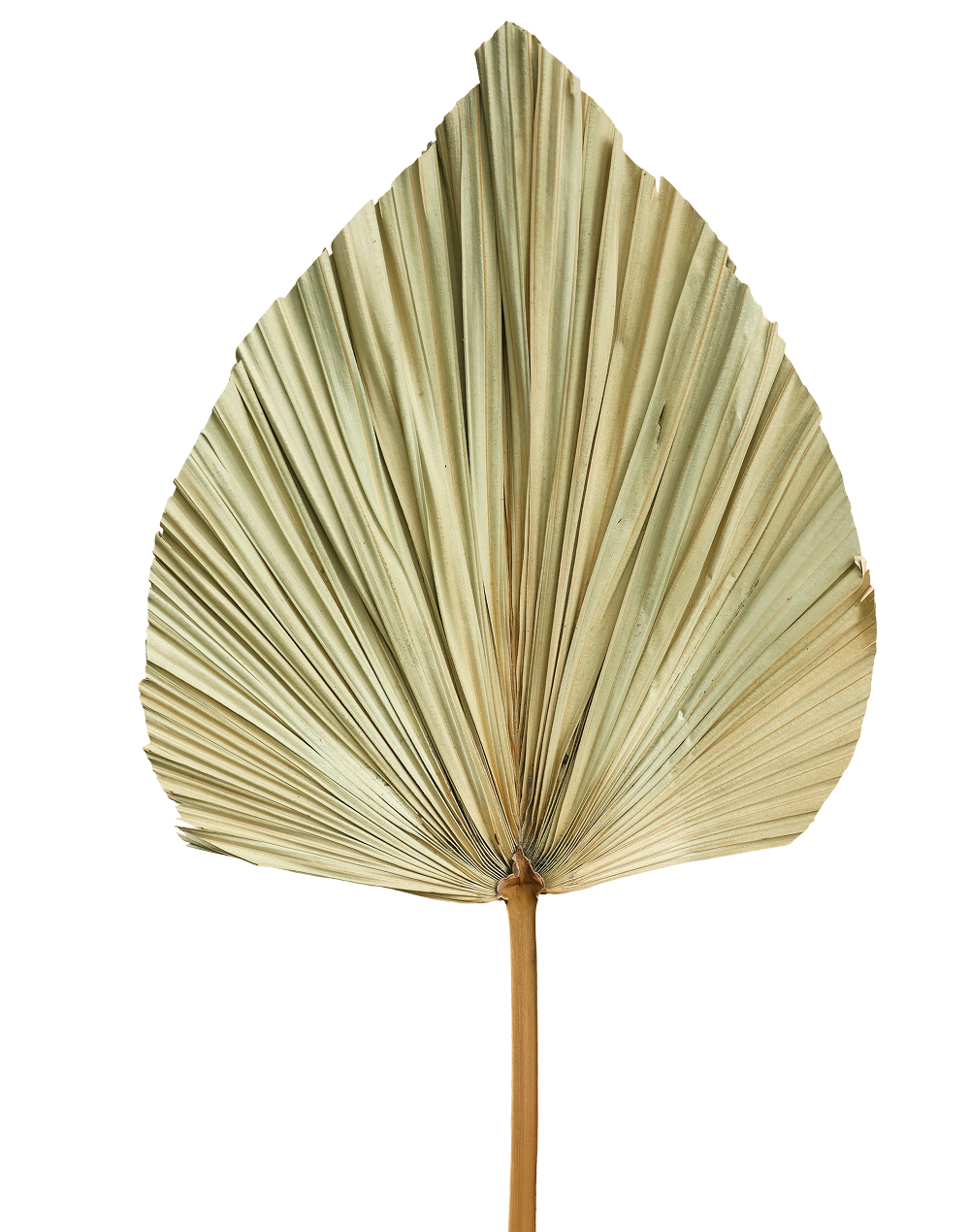 Dried Fan Palm Leaf | Available in 4 Sizes
